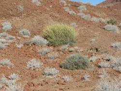 Desert Vegetation